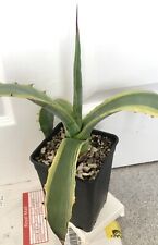 Rare agave ferox for sale  ABERGAVENNY