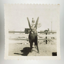 Foto de menina montando coelho gigante década de 1950 fazenda no deserto parque de diversões foto A4256 comprar usado  Enviando para Brazil
