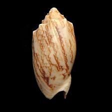 Volutidae sea shell for sale  READING