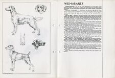 Weimaraner 1978 dog for sale  COLEFORD