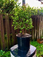 Bonsai jade tree for sale  Bonita Springs