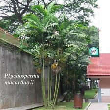 ~Palmera MacArthur~ Ptychosperma macarthurii planta de raíz desnuda de palma 15+ plántulas segunda mano  Embacar hacia Argentina
