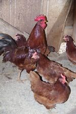red chicken rhode island for sale  Athens