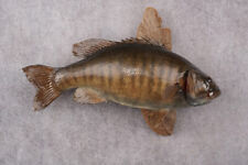 Small mouth bass for sale  Wrightstown
