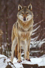 Zoo wildlife wolf gebraucht kaufen  Deutschland