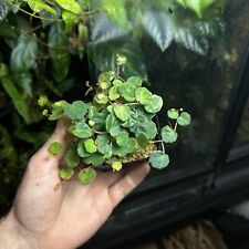 Begonia lichenora rare for sale  HASTINGS
