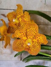 Vanda kultana fragrance for sale  Shipping to Ireland