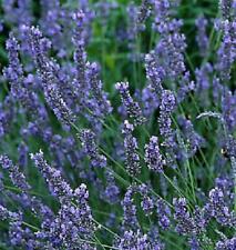 Lavender intermedia grosso for sale  Shipping to Ireland