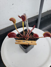 Venus fly trap for sale  LONDON