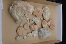 Konvolut fossilien ammonit gebraucht kaufen  Hedelfgn.,-Obertürkh.