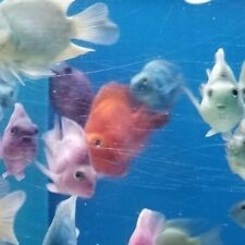blood parrot aquarium fish for sale  Miami