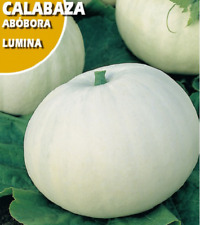 Usado, Calabaza gigante blanca variedad lumina buen sabor  semillas huerto  segunda mano  Embacar hacia Argentina