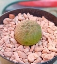 pseudolithos for sale  CHESTER