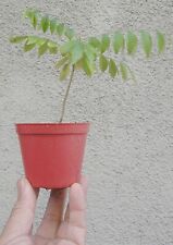 Curry leaf seedling for sale  Rosemead