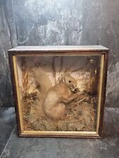 Taxidermy cabinet cased for sale  REDRUTH