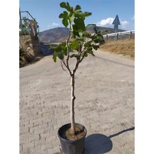 Feigenbaum ficus carica gebraucht kaufen  Wurzen