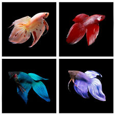 Veiltail betta male for sale  WOKING