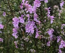 Rosemary pink plant for sale  WORKSOP