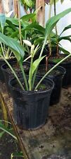 Amazon lilly plant d'occasion  Expédié en Belgium