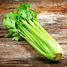 1000 tall celery for sale  Greenville