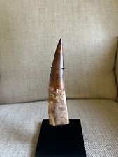 Spinosaurus tooth 7.25 for sale  Waxhaw