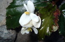 Concord black begonia for sale  Wadsworth