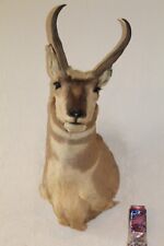 Antelope pronghorn head for sale  Brandon