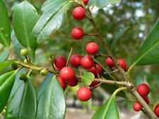 Topal holly evergreen for sale  Gainesville