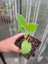 Leucocasia gigantea gebraucht kaufen  Haslach