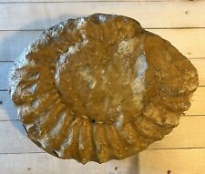 Texas ammonite fossil for sale  Decatur