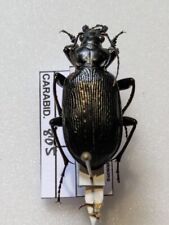 Calosoma sayi REF CARABID805 for sale  Shipping to South Africa