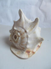 Queen helmet conch for sale  Fair Haven