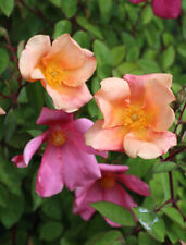 Rosa cinese rosa usato  Valmacca