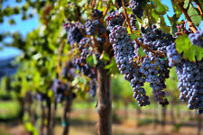 Grape vine seeds for sale  Saint Augustine