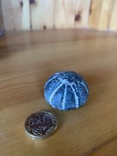 Fossil echinoid for sale  HULL