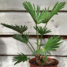 Trachycarpus wagnerianus stem for sale  Shipping to Ireland