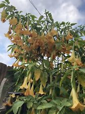 brugmansia for sale  Shipping to South Africa