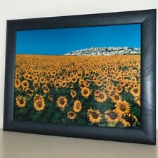 Wandbild sonnenblumen rhodos gebraucht kaufen  Taucha