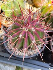 Ferocactus gracilis coloratus for sale  Murrieta