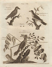 1797 GEORGIAN PRINT ~ BIRDS ~ PIED HORNBILL BYRRHUS BURSERA AFRICAN BEE EATER for sale  Shipping to South Africa