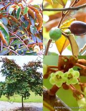 Chrysophyllum oliviforme, copper satinleaf tree Caimitillo fruit seed  - 5 seeds, used for sale  Shipping to South Africa