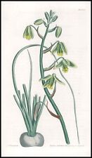 1808 Curtis Botanical ALBUCA VIRIDIFLORA Grass GreenIPL 1656 (CB10-2) for sale  Shipping to South Africa