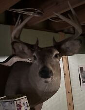 Taxidermy white tail for sale  Crooksville