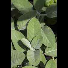Salvia fficinalis berggarten gebraucht kaufen  Deutschland