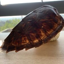 Real turtle shell for sale  BRISTOL