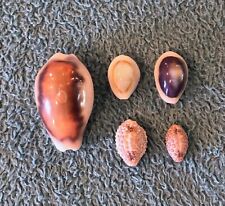 Chestnut cowrie gold for sale  La Mesa