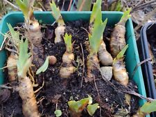 Good rhizomes mixed for sale  MATLOCK