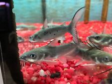 Blue channel catfish for sale  Cookeville