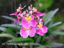 Volantino orchidea tolumnia usato  Spedire a Italy