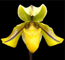 Pantoufles espèce orchidée d'occasion  Paris XV